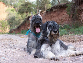 Buc y Wichi de vacaciones