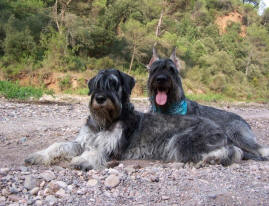 Buc y Wichi de vacaciones